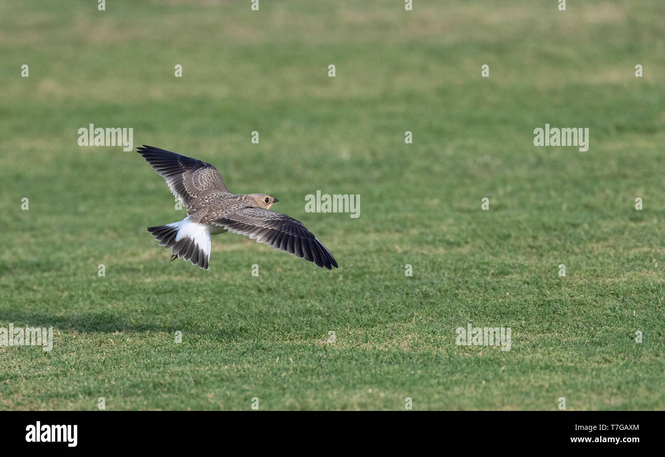 First-winter Collared Pratincole (Glareola pratincola) in flight over a field in autumn in the Ebro delta, Spain. Showing upper wing. Stock Photo