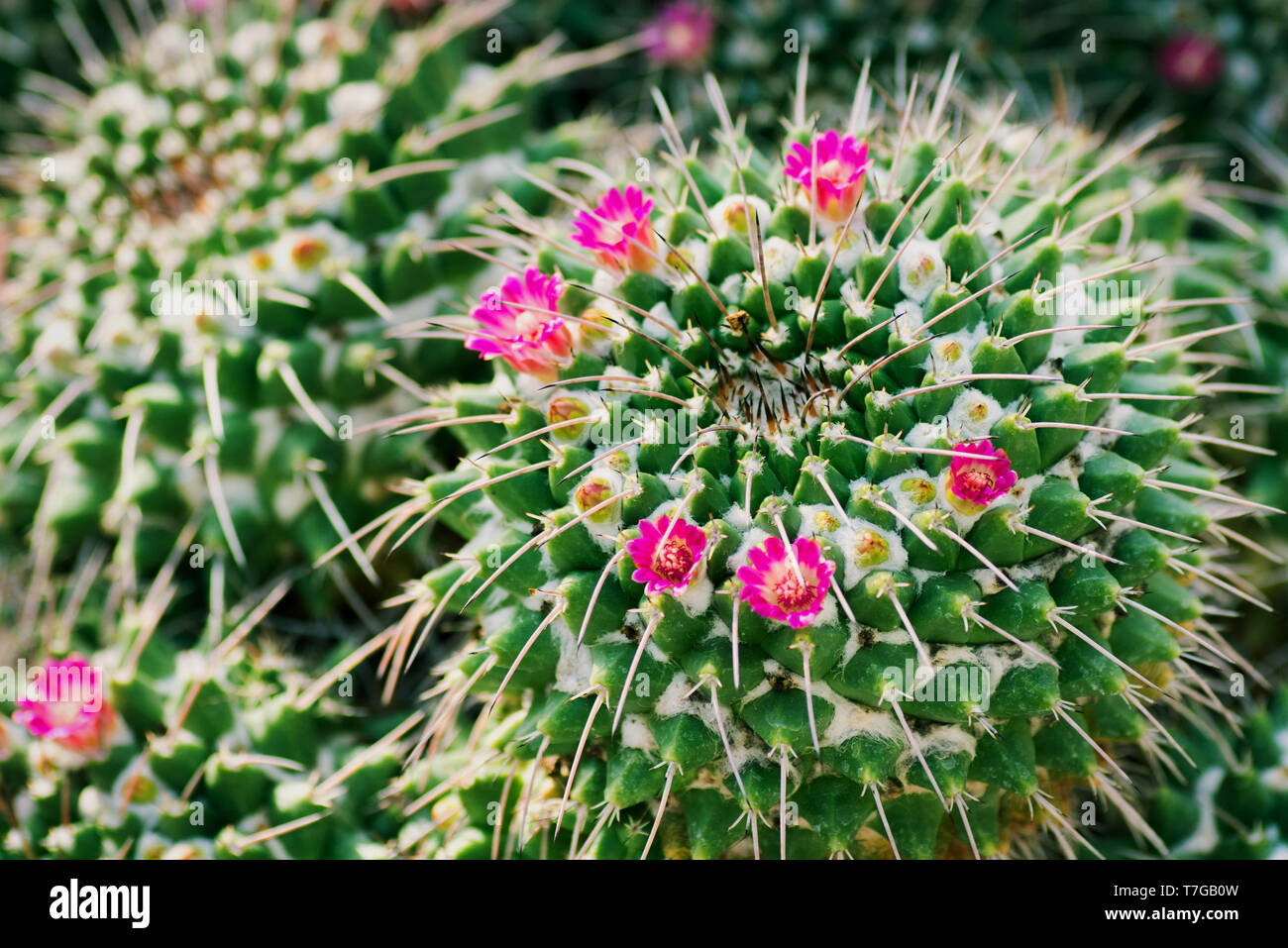 Cactus Stenocactus crispatus with small pink flowers. is a species of cactus in the subfamily Cactaceae. Macro photo Stock Photo