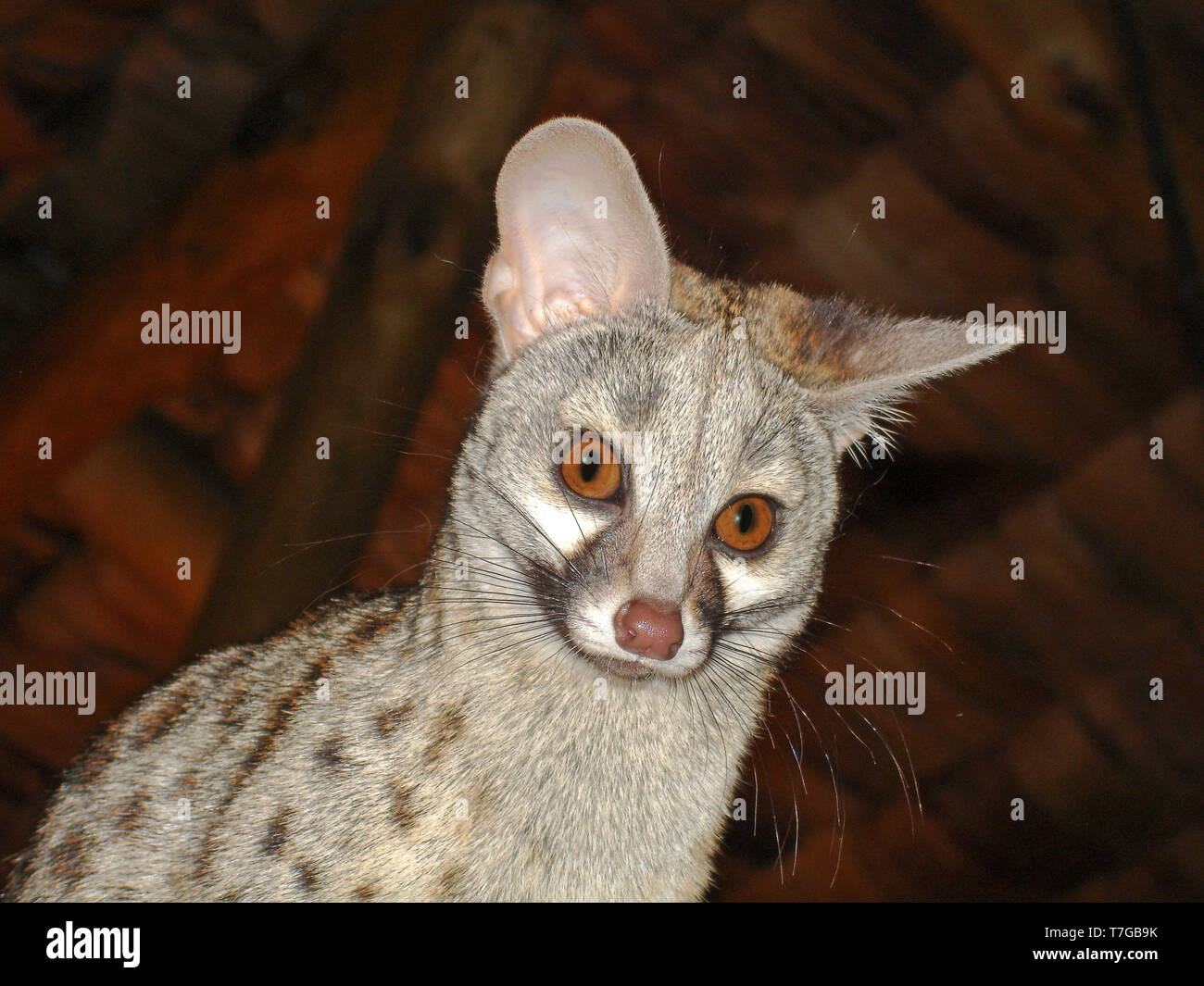 cat hires stock photography and images Alamy