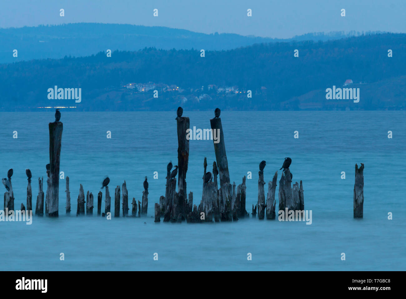 Flock of Great Cormorants (Phalacrocorax carbo subspecies sinensis) resting on wooden poles in mountain lake in Switzerland. Stock Photo