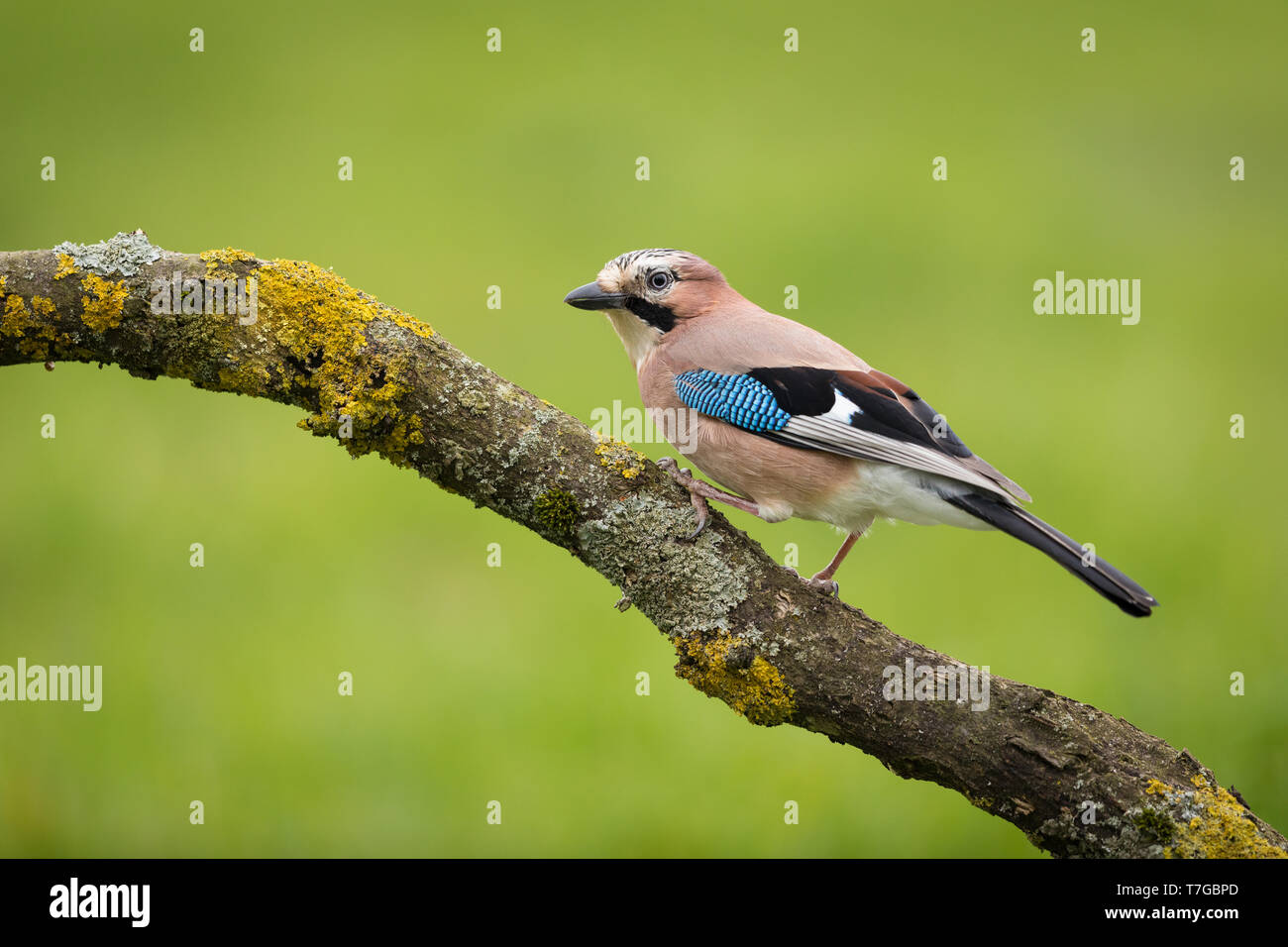 Jay perched on a branch Stock Photo