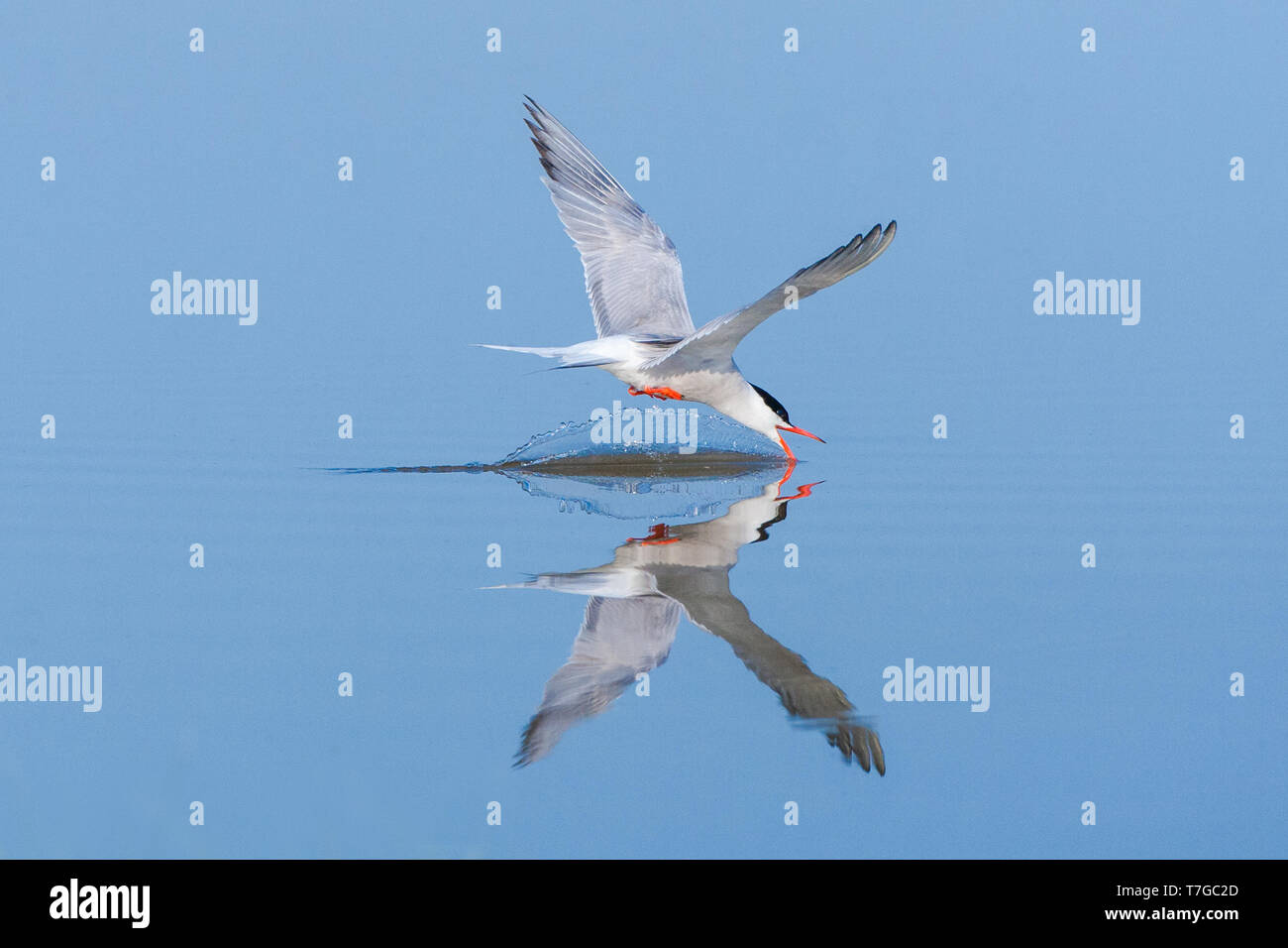 Adult Common Tern (Sterna hirundo) drinking water from a blue colored freswater lake near Skala Kalloni on the island of Lesvos in Greece. Stock Photo