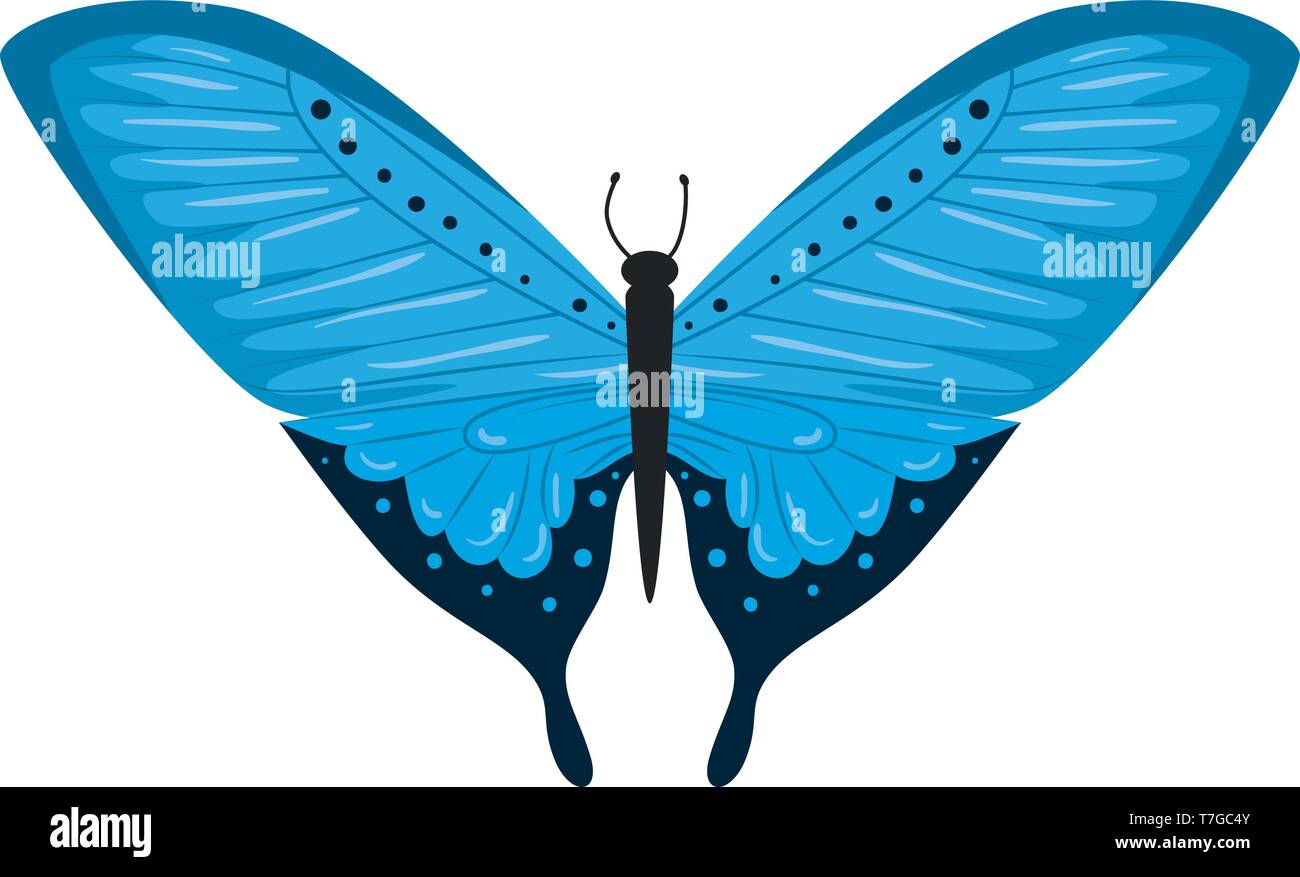 beautiful butterfly flying icon Stock Vector Image & Art - Alamy