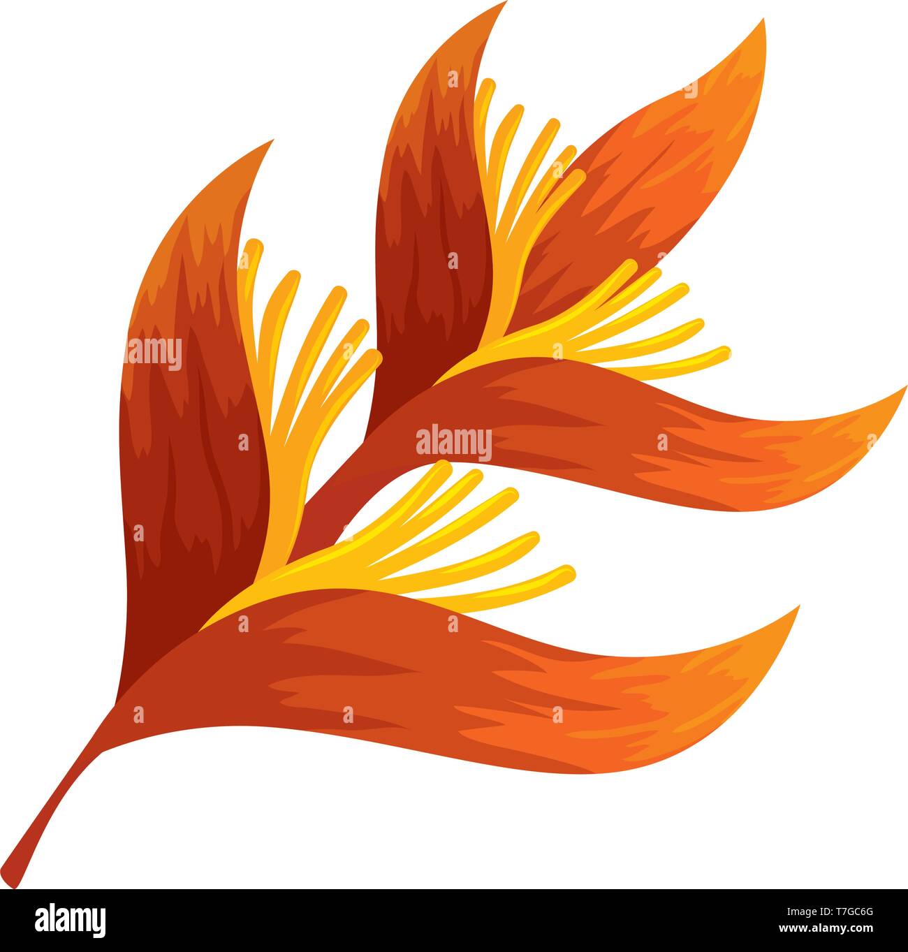 heliconia flower tropical plant Stock Vector Image & Art - Alamy