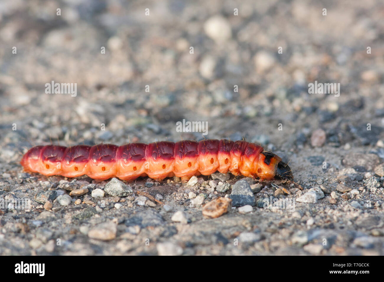 Cossus cossus - Goat Moth - Weidenbohrer, Germany (Baden-Württemberg), larva Stock Photo