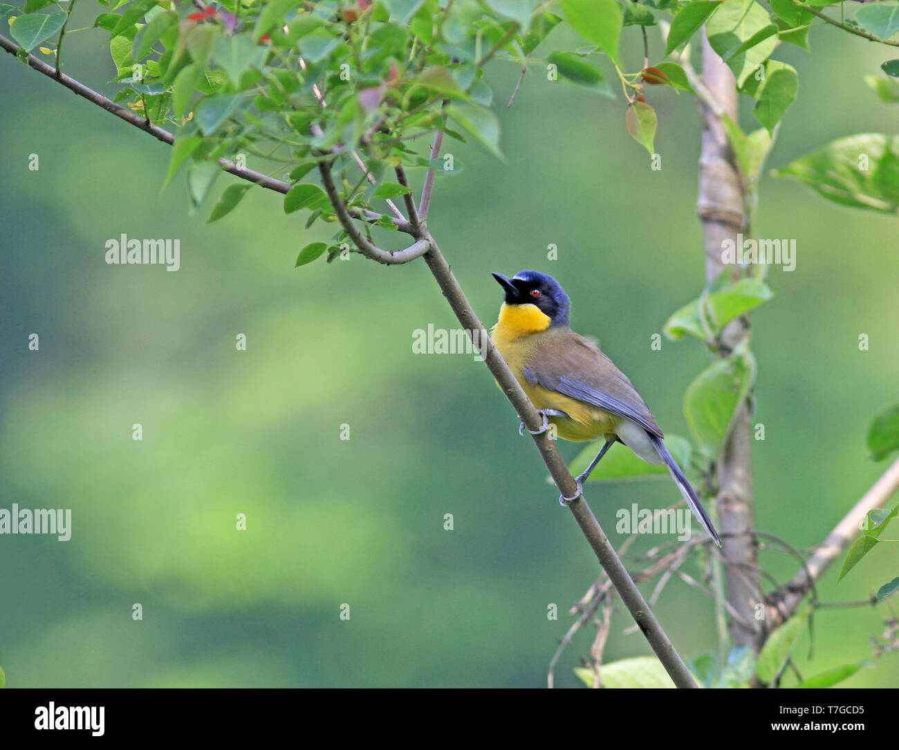Courtois's Laughingthrush (Garrulax galbanus courtoisi Stock Photo Alamy