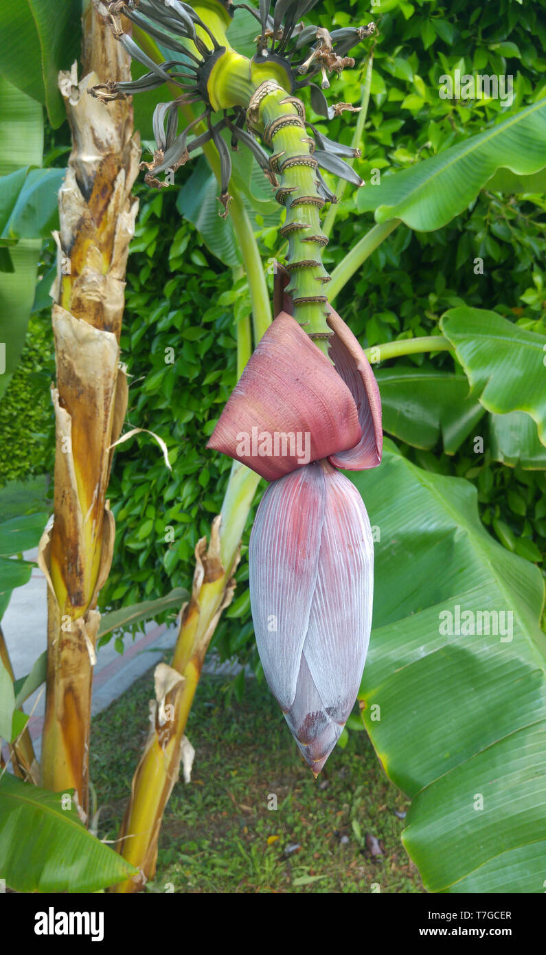 Banana flower on a branch with green leaves Stock Photo