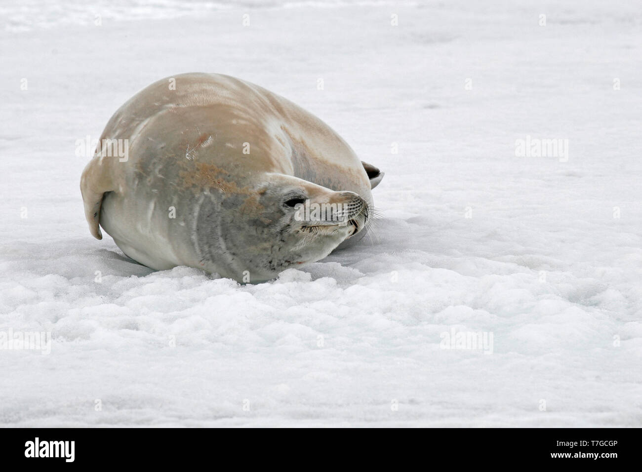 Crabeater seal perched on ice Stock Photo
