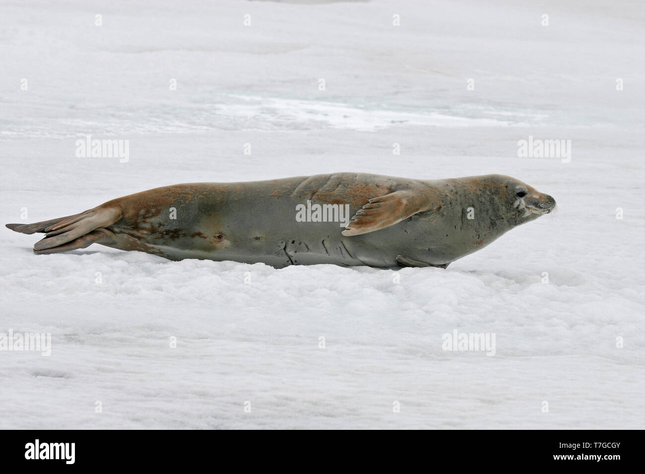 Crabeater seal perched on ice Stock Photo