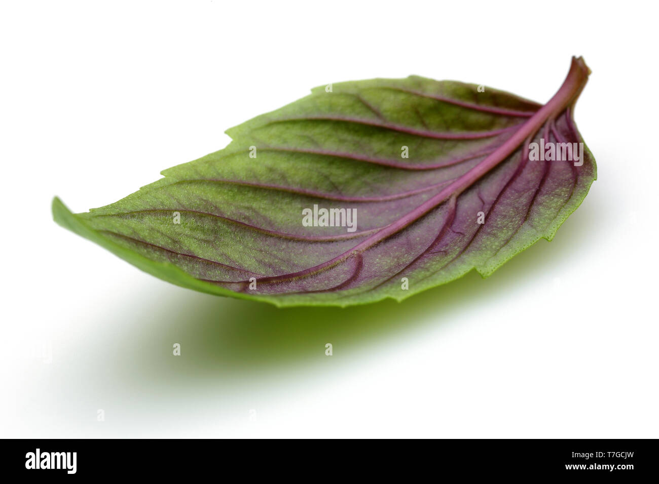 Purple and green basil leaf isolated on white background Stock Photo
