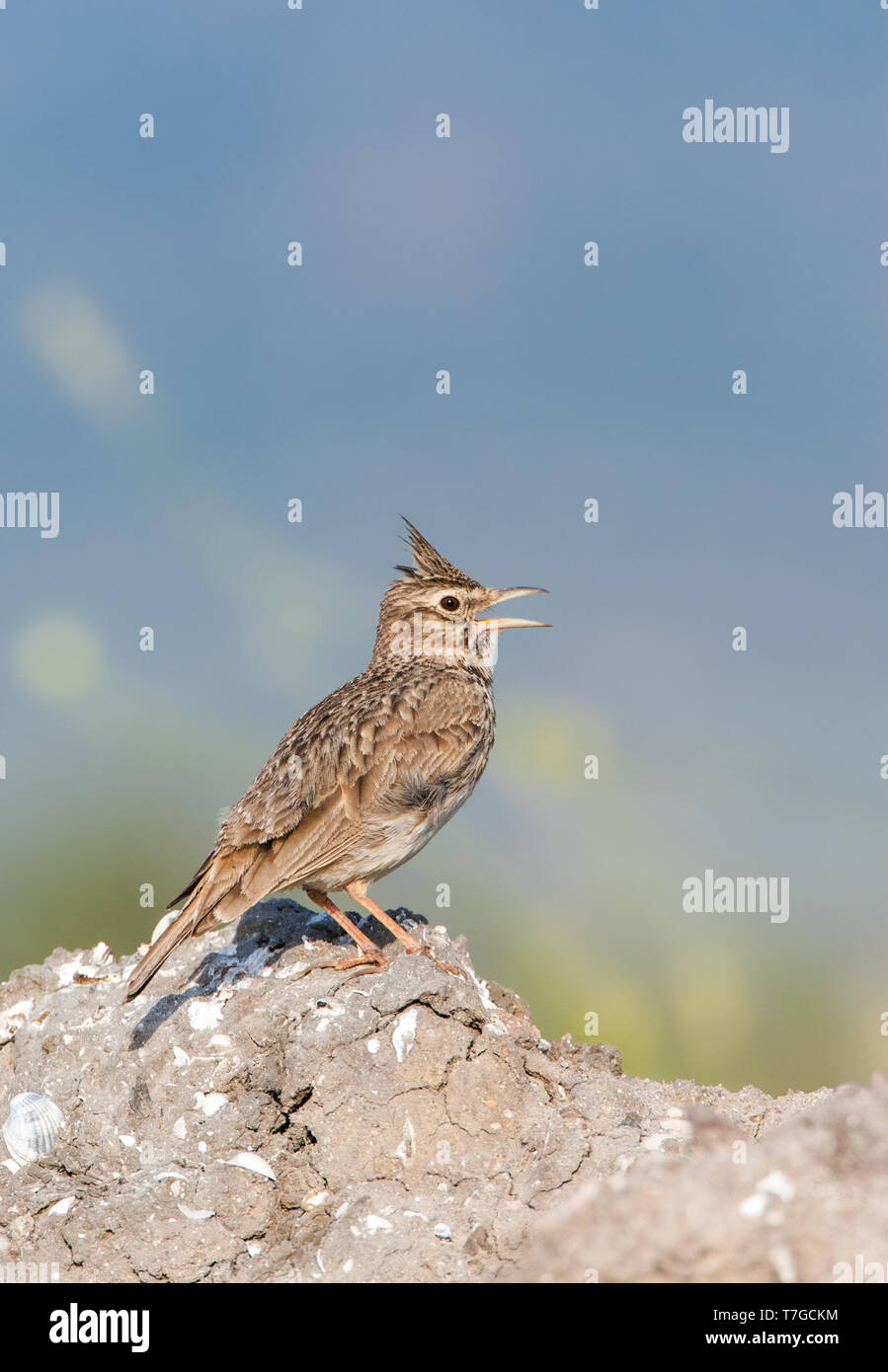 Singing Crested Lark (Galerida cristata) from his favourite perch on Lesvos, Greece. Stock Photo