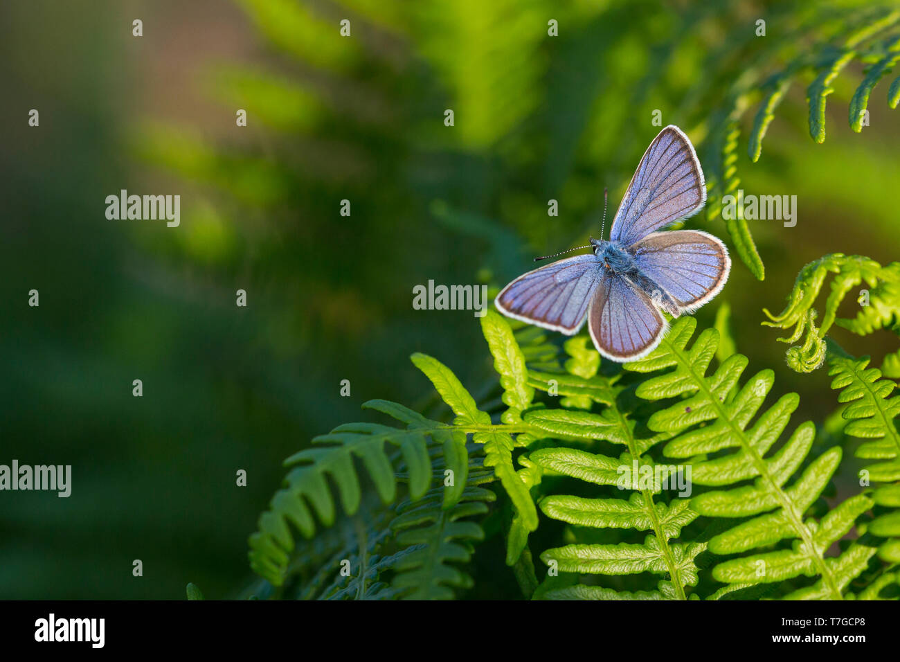 Cyaniris semiargus - Mazarine Blue - Rotklee-Blaeuling, Germany (Baden-Württemberg), imago Stock Photo