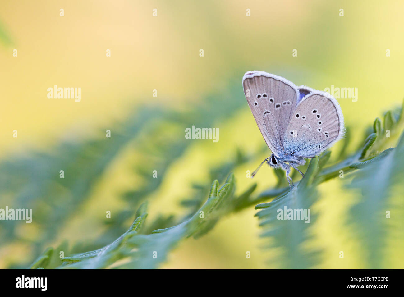 Cyaniris semiargus - Mazarine Blue - Rotklee-Blaeuling, Germany (Baden-Württemberg), imago Stock Photo