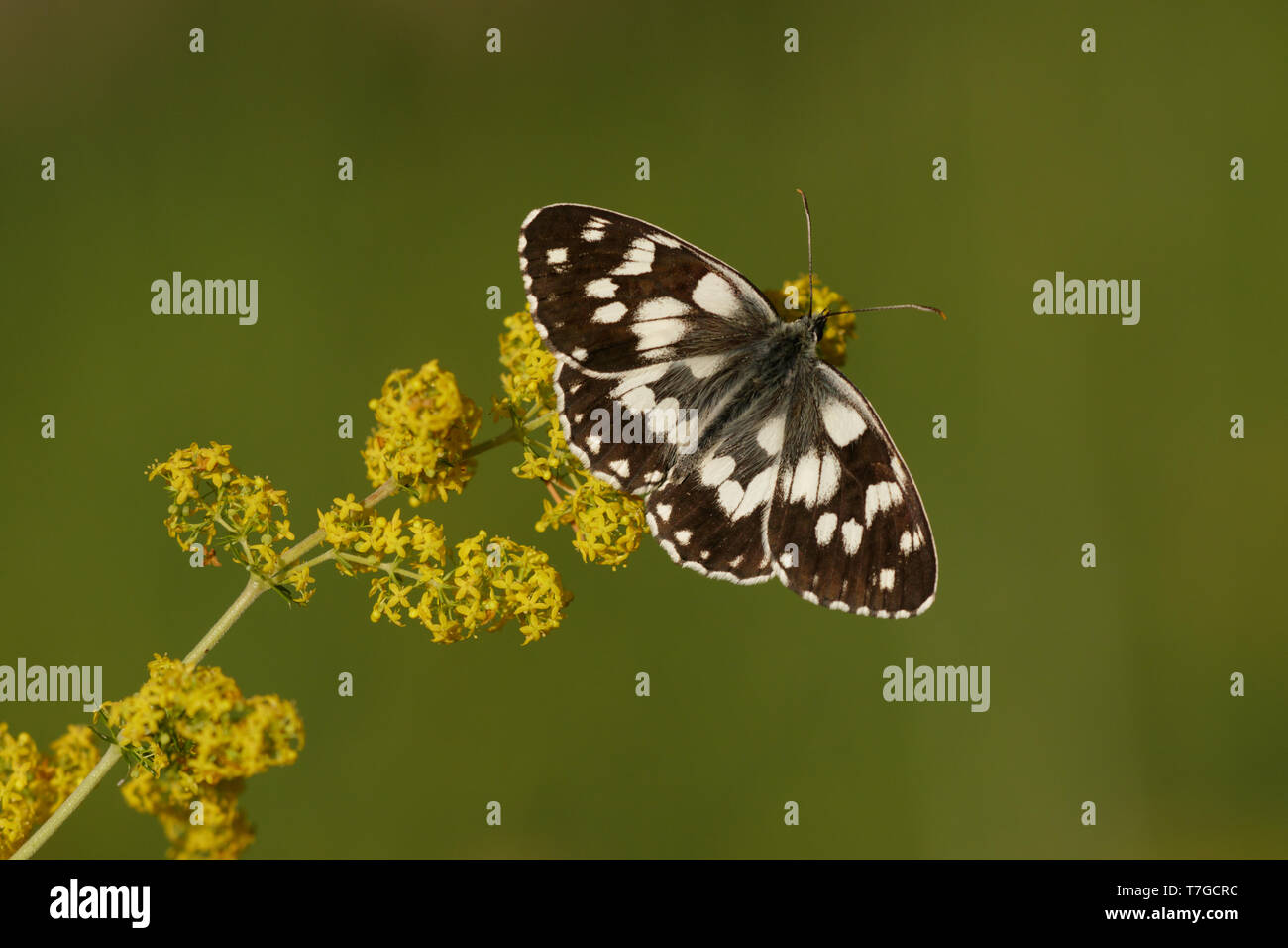 Marbled White (Melanargia galathea) resting with open wings on small yellow flower in Mercantour in France, against a natural green colored background Stock Photo