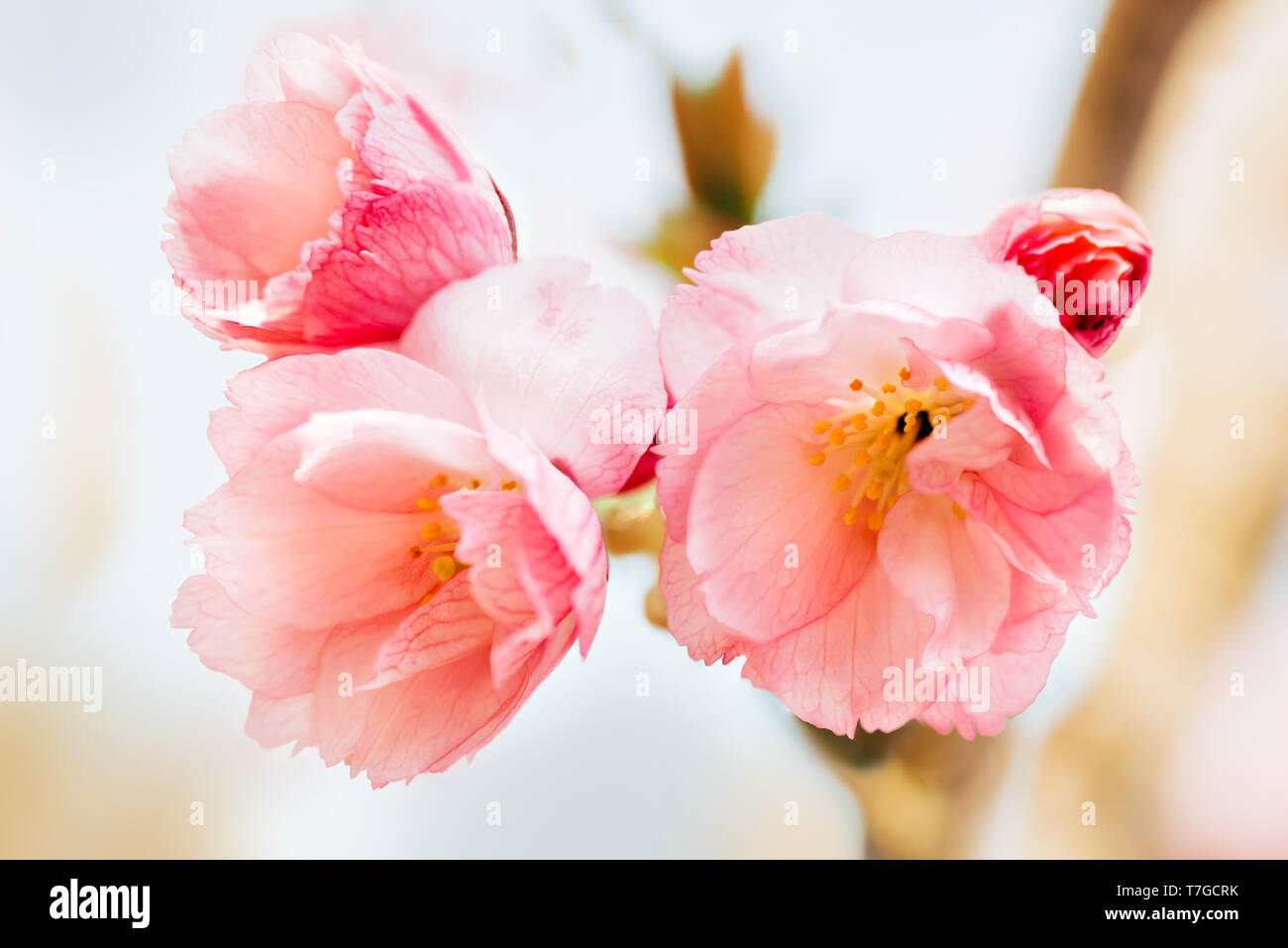 Japanese pink cherry blossom and petals as a macro background for your
