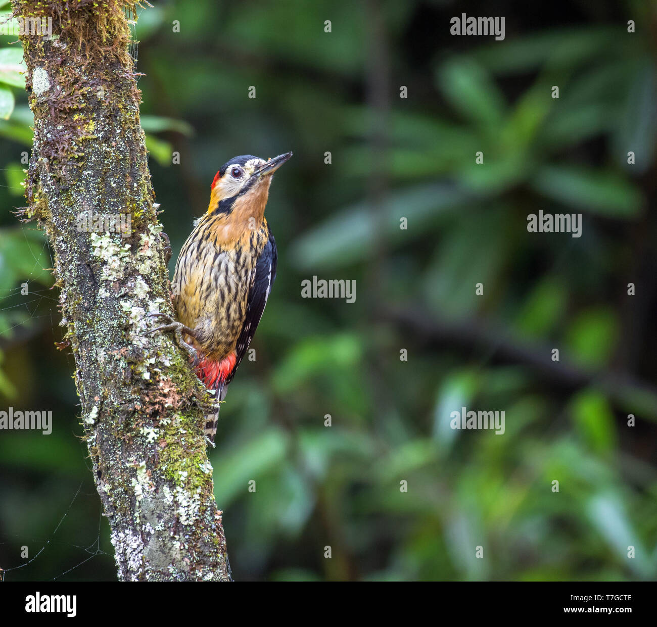 Darjeeling woodpecker (Dendrocopos darjellensis) perched against a tree Stock Photo