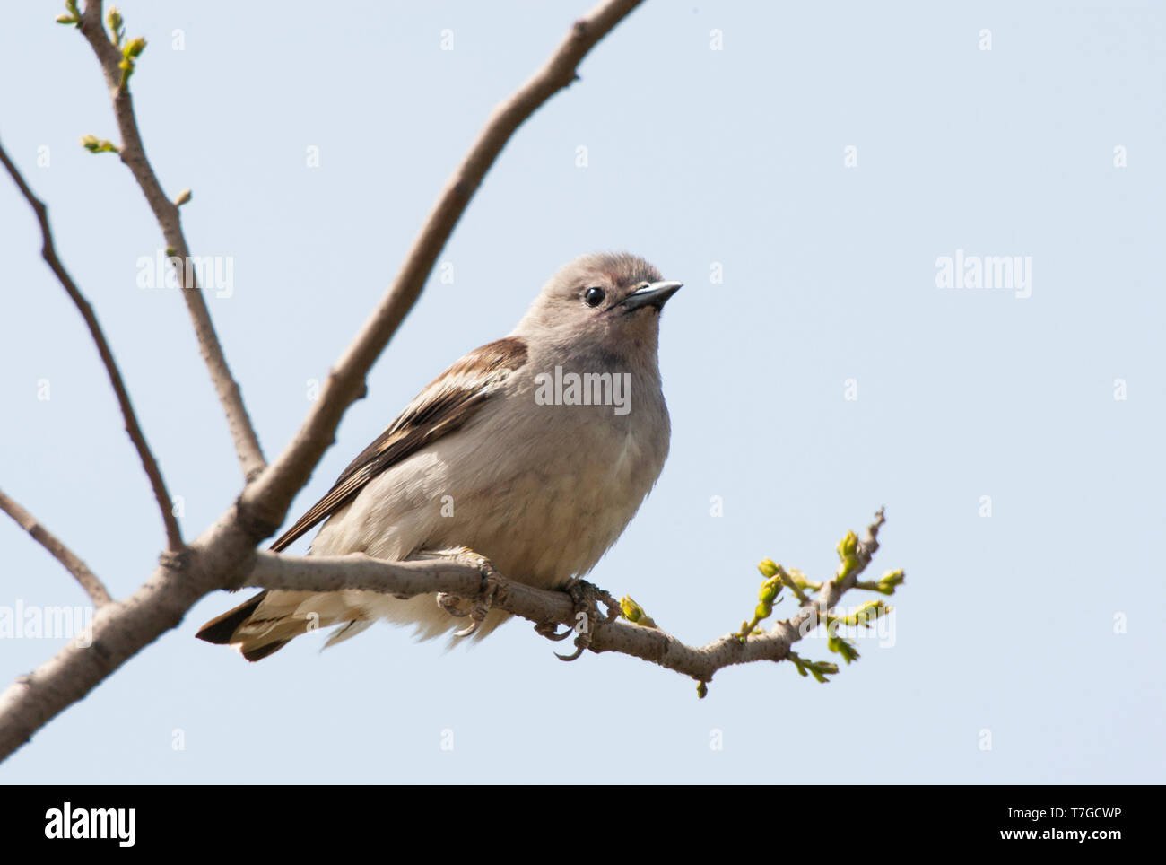Daurian starling in a tree Stock Photo
