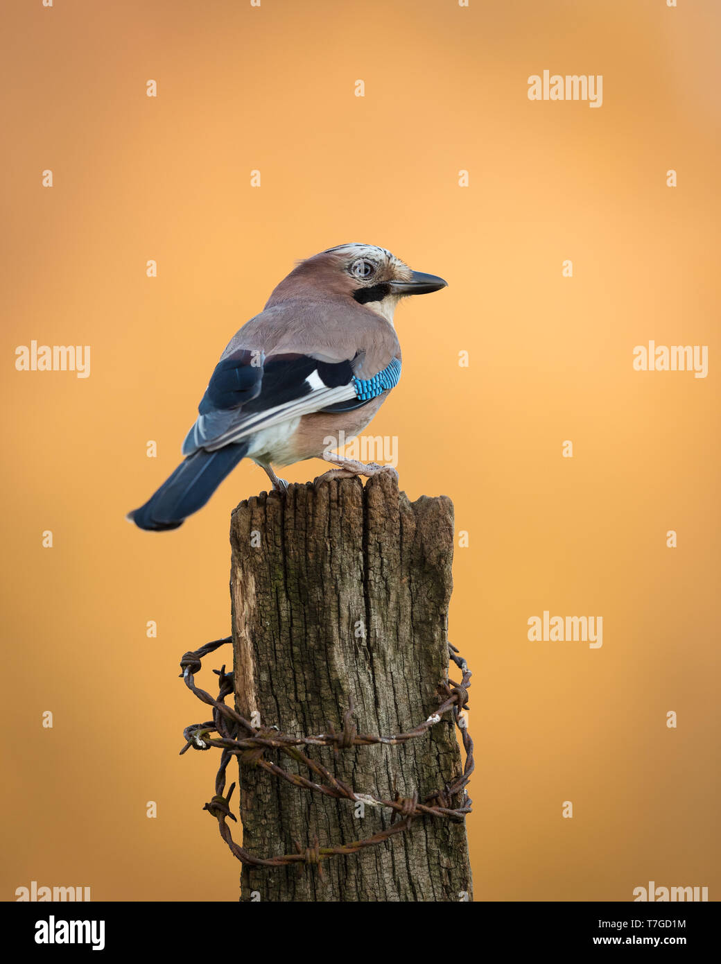 Jay perched on a wooden post at sunset Stock Photo