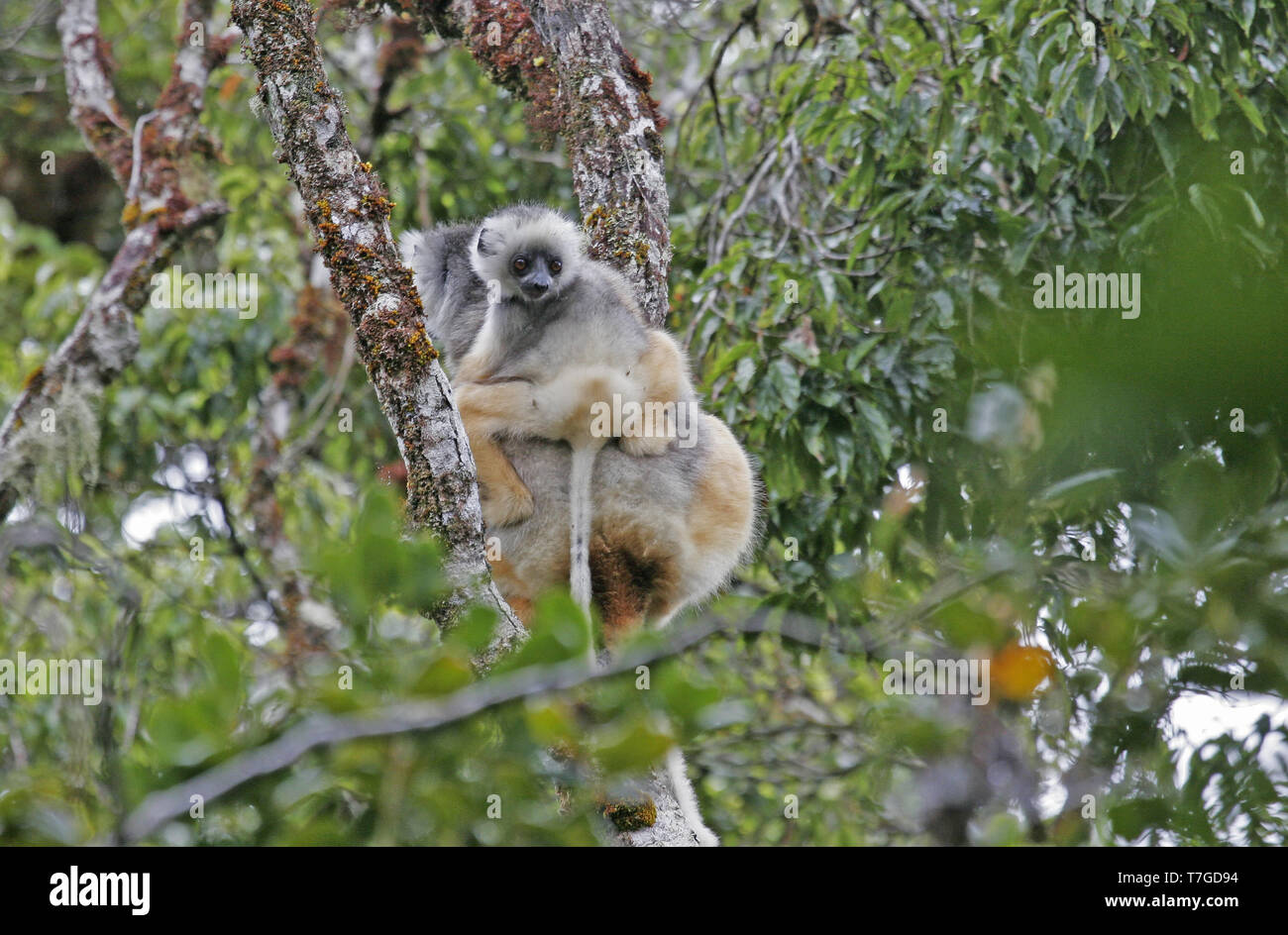 Diademed sifaka (Propithecus diadema), also known as Diademed Simpona, perched in canopy of rain forest in Madagascar. Young riding back of female. Stock Photo