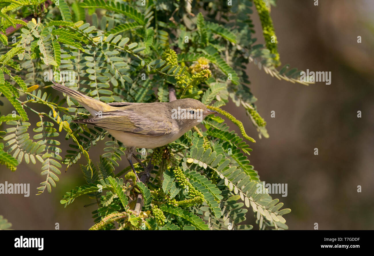 Eastern Bonelli's Warbler (Phylloscopus orientalis) during spring migration in Egypt Stock Photo