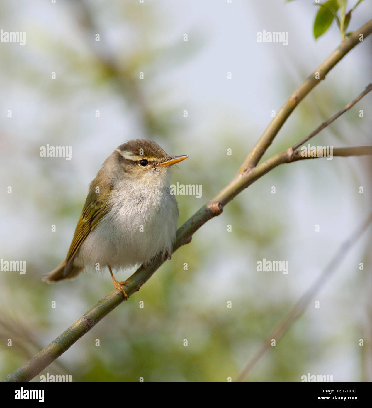 Eastern crowned warbler perched in a tree Stock Photo