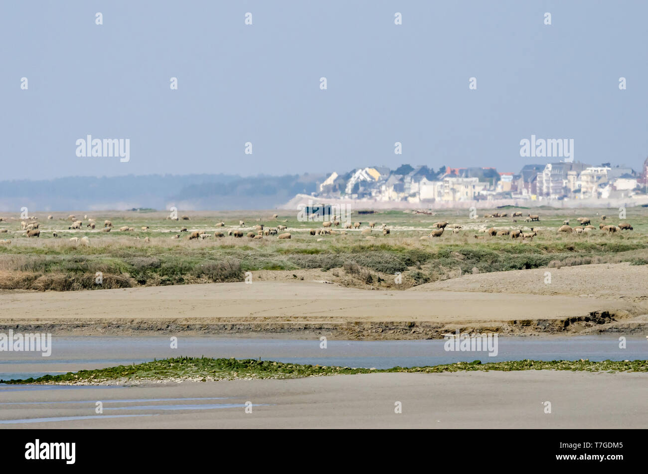 Salt marsh and sheep in the French Baie de somme Stock Photo