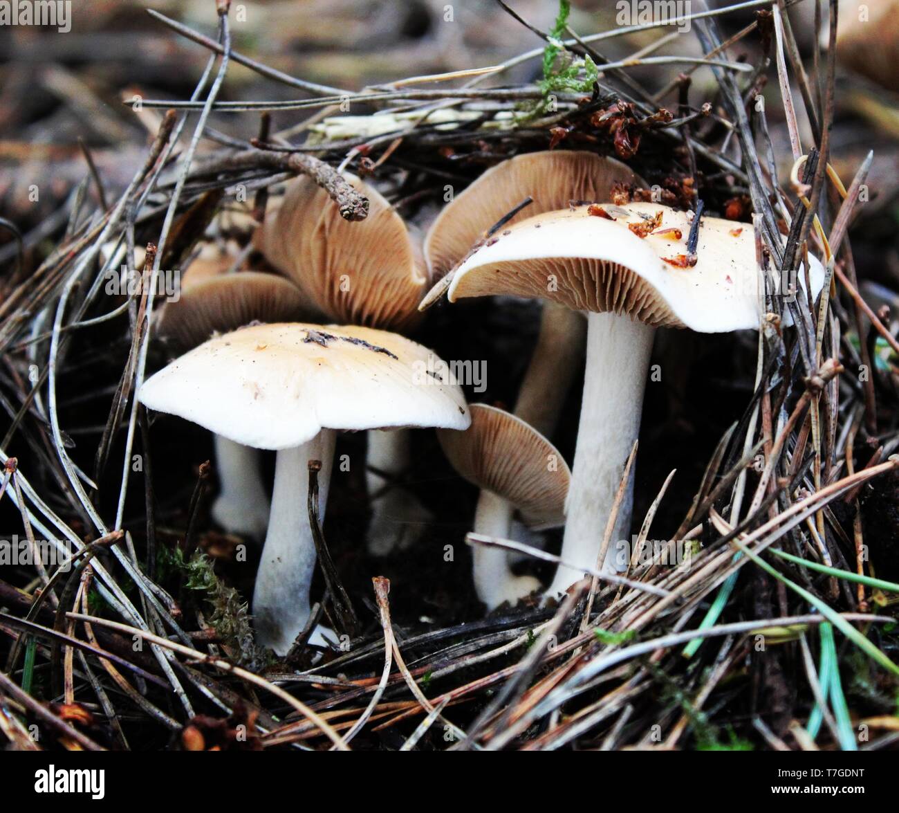 Fungi emerging up through the pine needles of the woodland floor Stock Photo