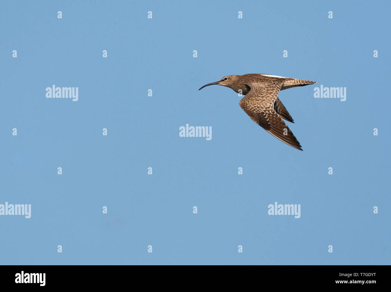 Adult Eurasian Whimbrel (Numenius phaeopus) in flight in the Netherlands. Passing by, almost on eye level, showing upper wing. Stock Photo