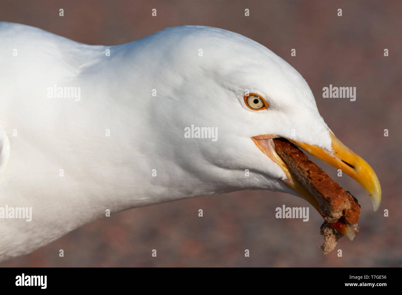 Closeup of an adult European Herring Gull (Larus argentatus argenteus) eating bread on parking lot in the dunes of Texel in the Netherlands. Stock Photo