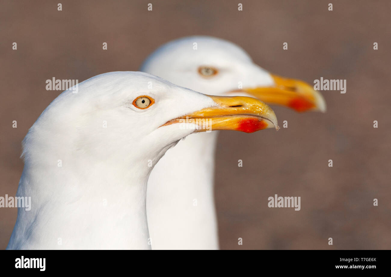Portrait of pair of grown up European Herring Gulls (Larus argentatus) on Texel in the Netherlands. Both birds staring ahead, with one bird very mean Stock Photo