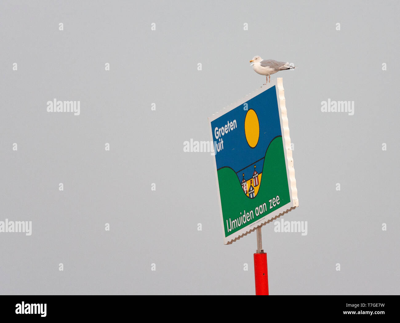 Herring day ijmuiden hires stock photography and images Alamy