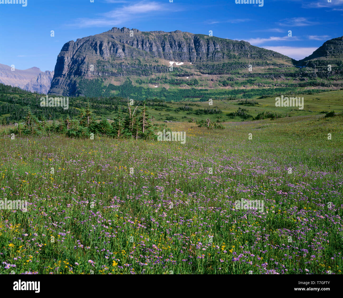 USA, Montana, Glacier National Park, Heavy Runner Mountain rises beyond meadow of showy fleabane and arnica at Hanging Gardens area above Logan Pass. Stock Photo