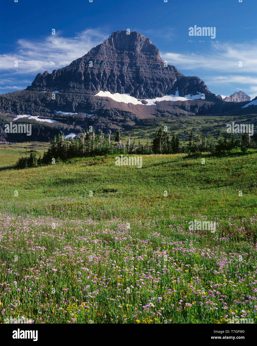 USA, Montana, Glacier National Park, Reynolds Mountain rises beyond wind-stunted conifers and meadow of showy fleabane and arnica near Logan Pass. Stock Photo