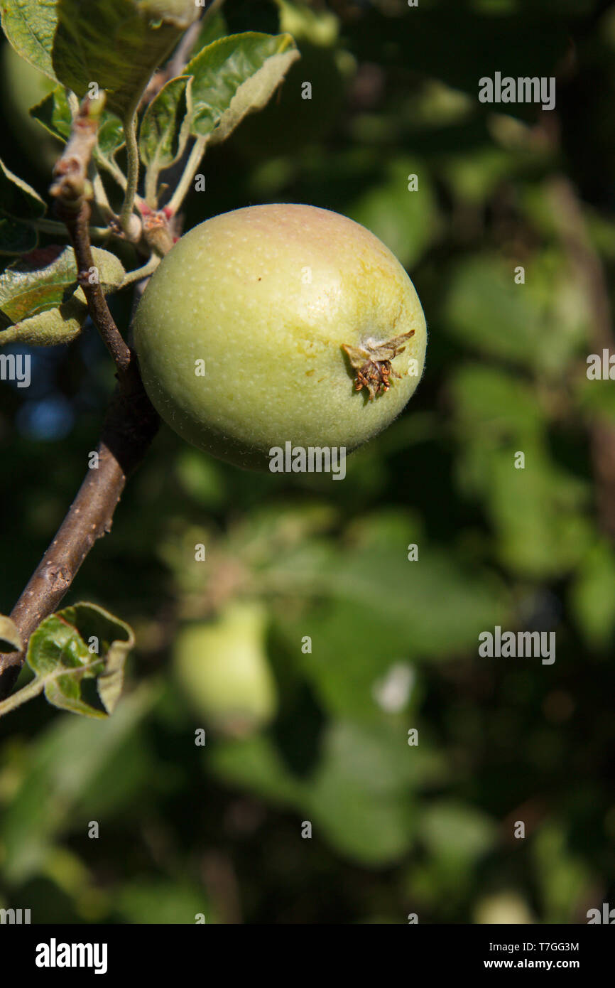 Close-up view of green unripe apple on the tree in the garden in summer ...