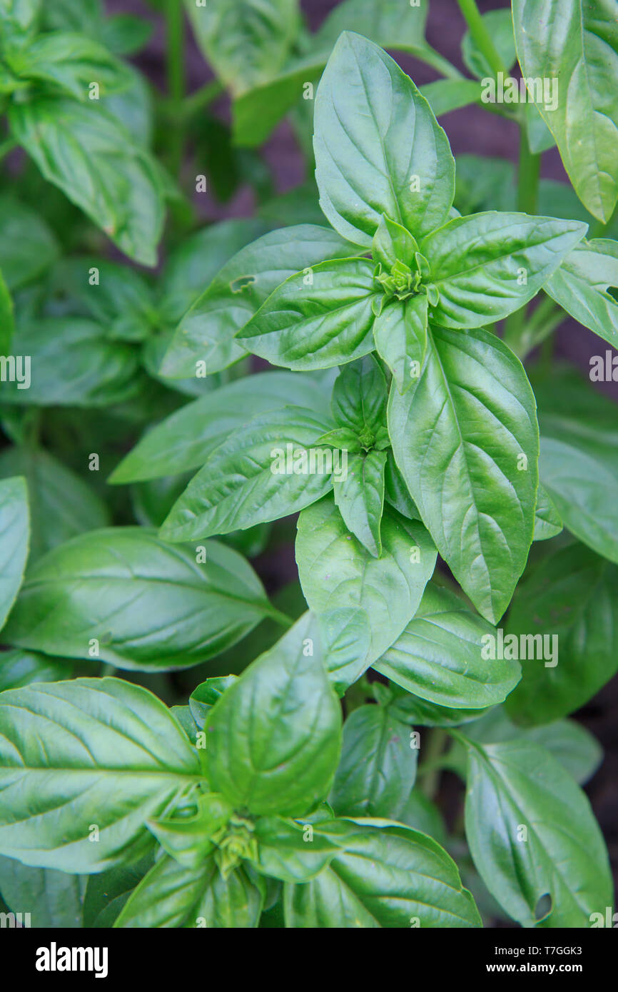 Close up plants of basil on the garden bed with shallow depth of field ...