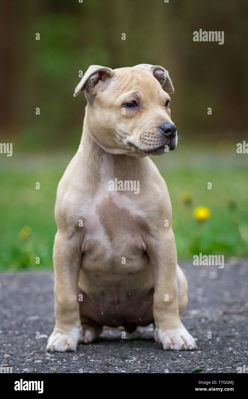 Light Brown American Pit Bull Terrier Puppy Stock Photo Alamy