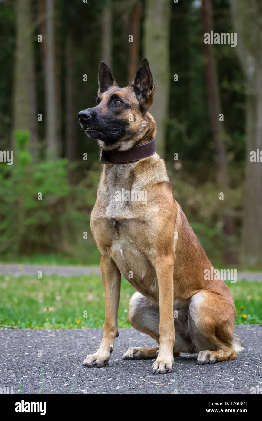 Female malinois cheap