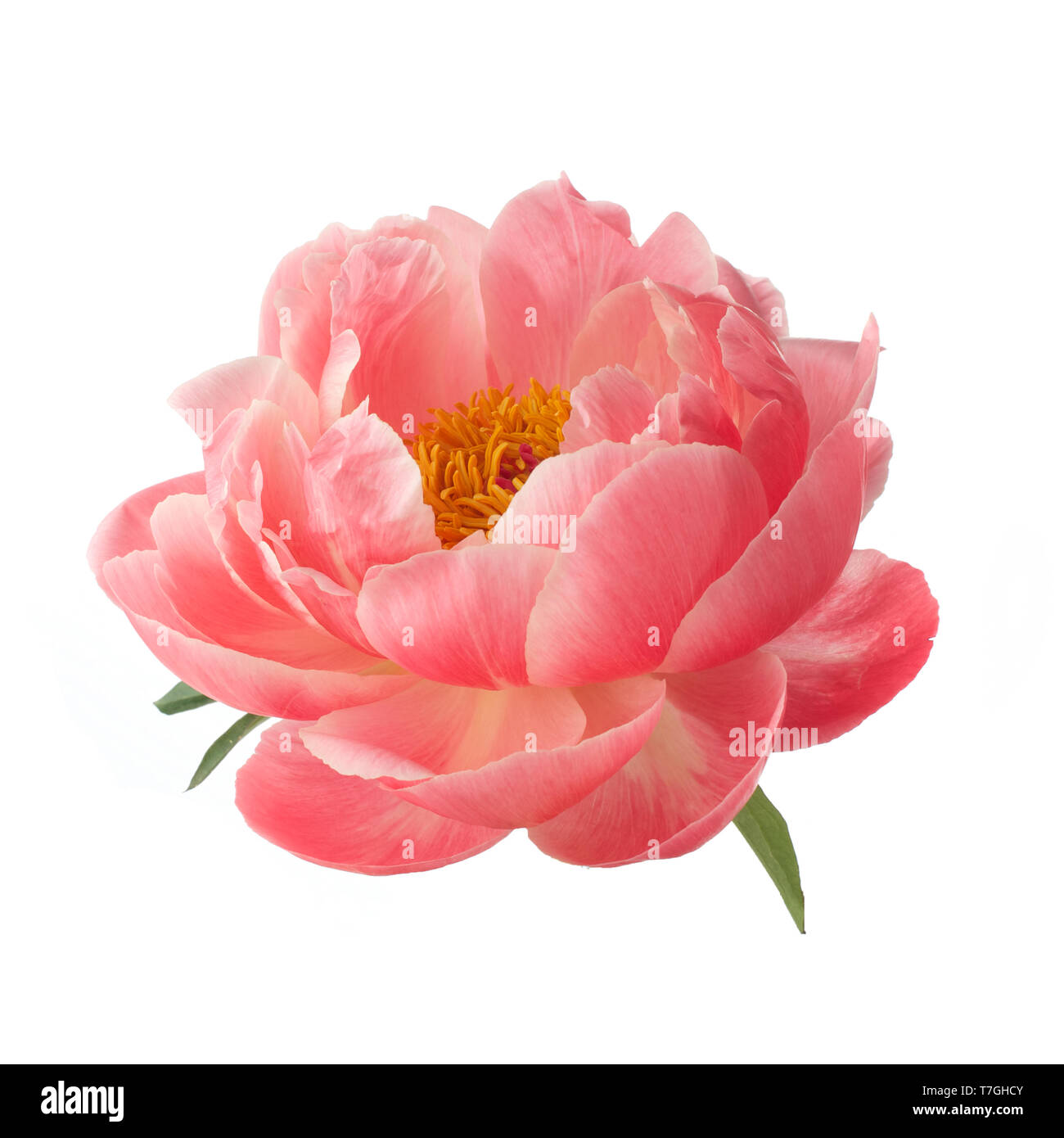 beautiful peony flower isolated on white background Stock Photo - Alamy