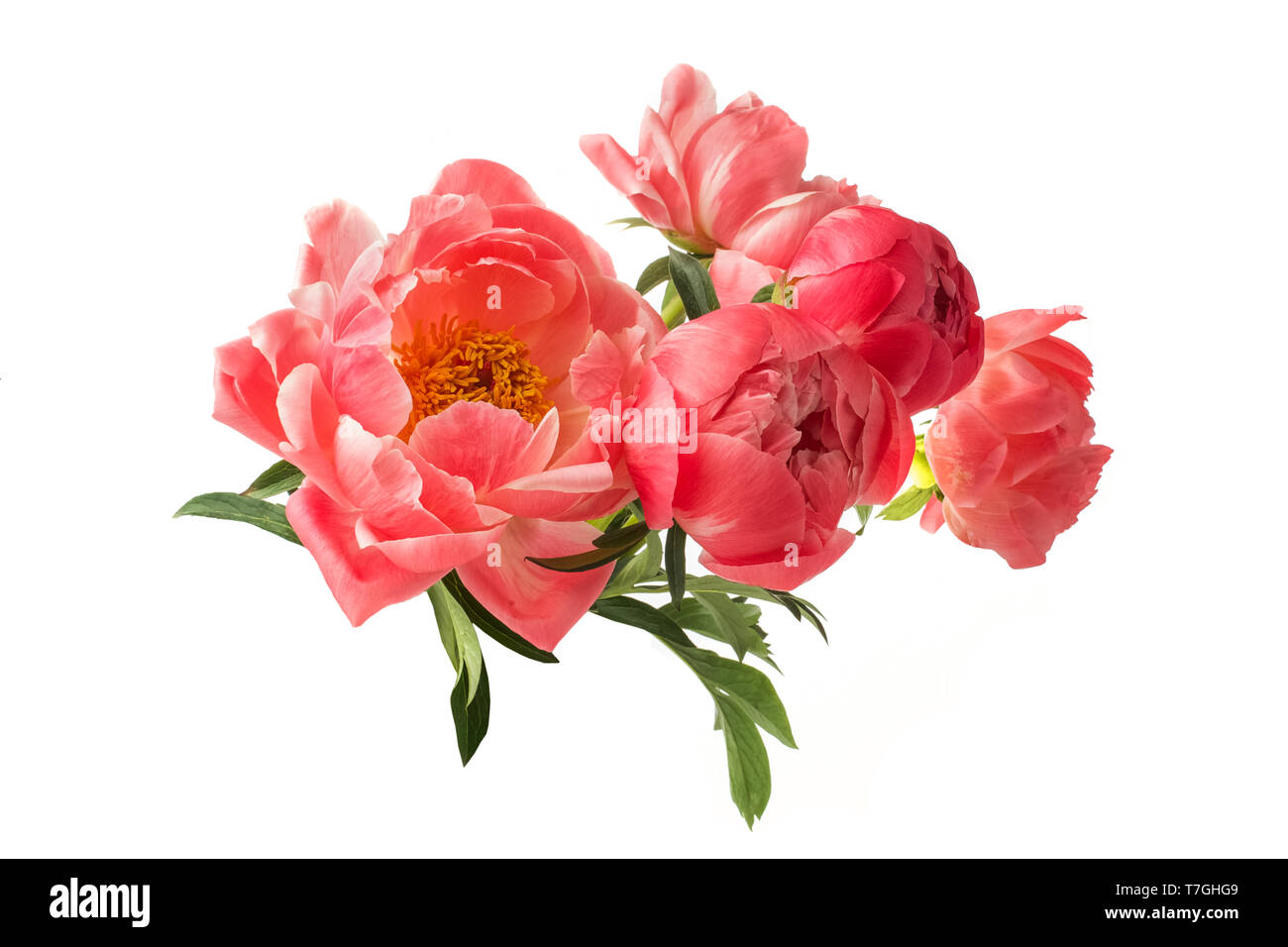 beautiful pink peonies flowers isolated on white background Stock Photo ...