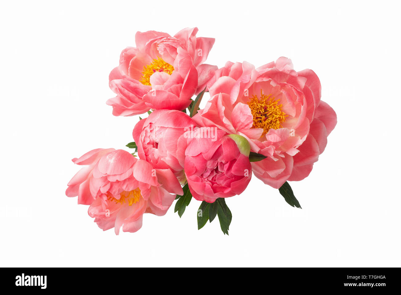 beautiful pink peonies flowers isolated on white background Stock Photo ...