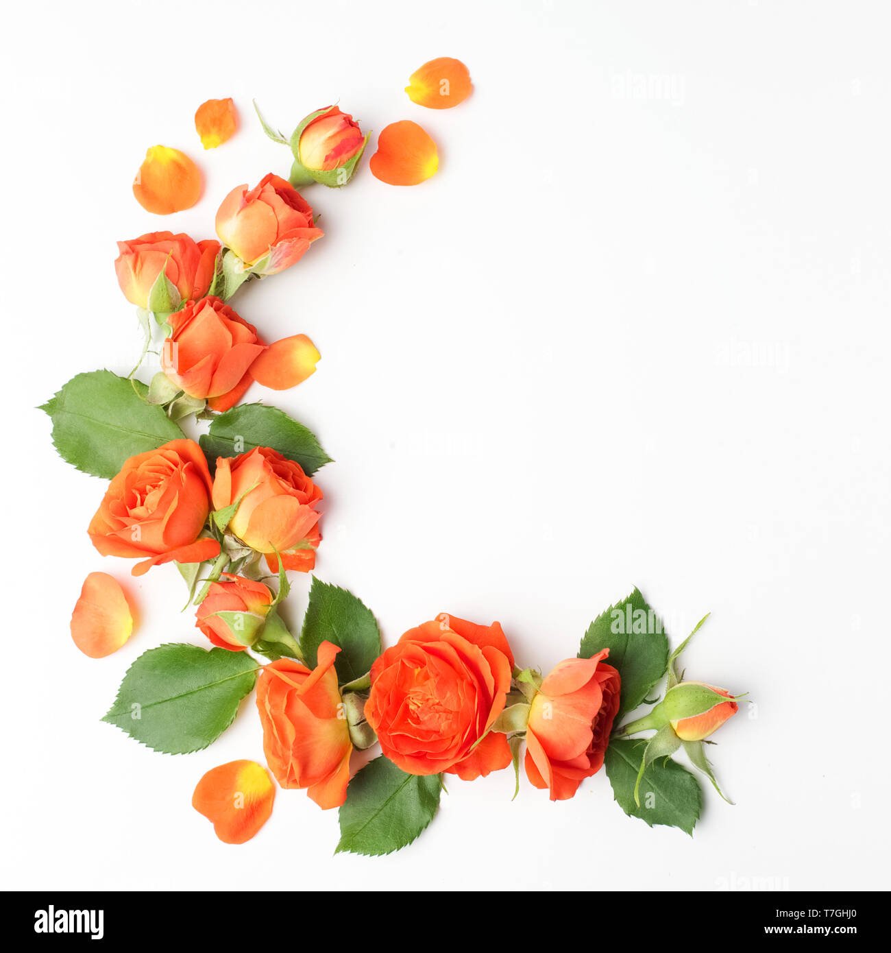 Framework from orange roses on white background. Flat lay. Top view Stock Photo