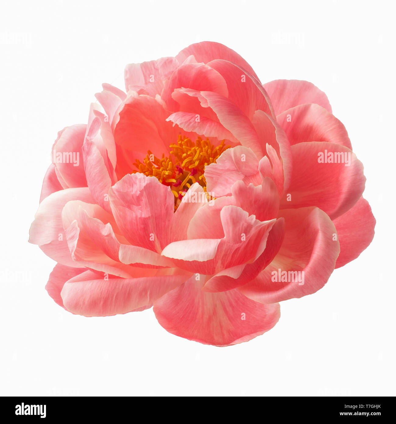 beautiful pink peony flower isolated on white background Stock Photo ...
