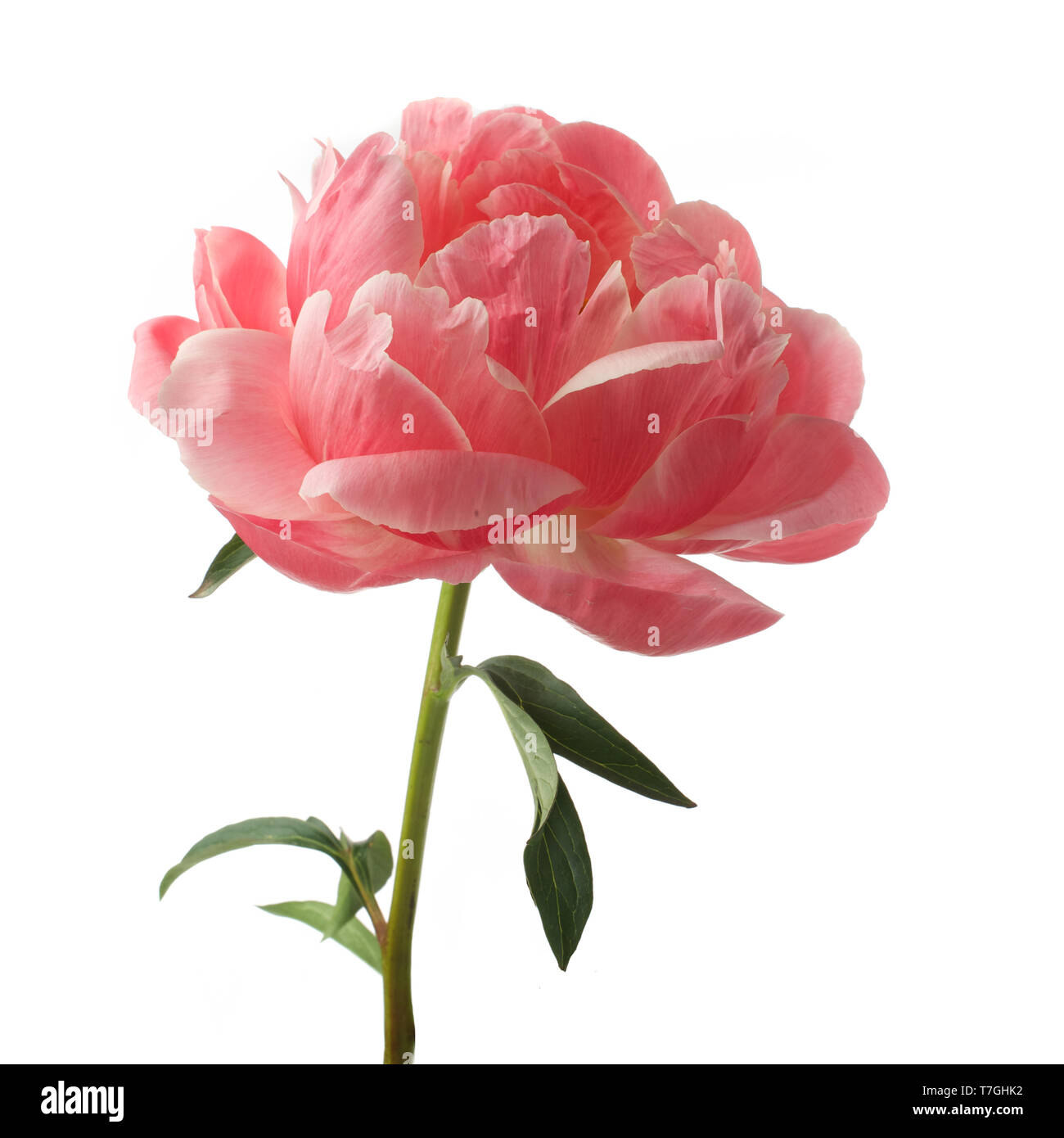 beautiful pink peony flower isolated on white background Stock Photo ...