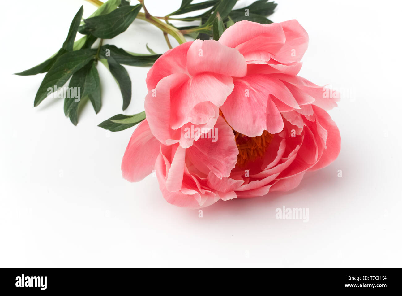 Pink peony on white background. Birthday, Mother's, Valentines, Women's Wedding Day concept. Greeting card. Stock Photo