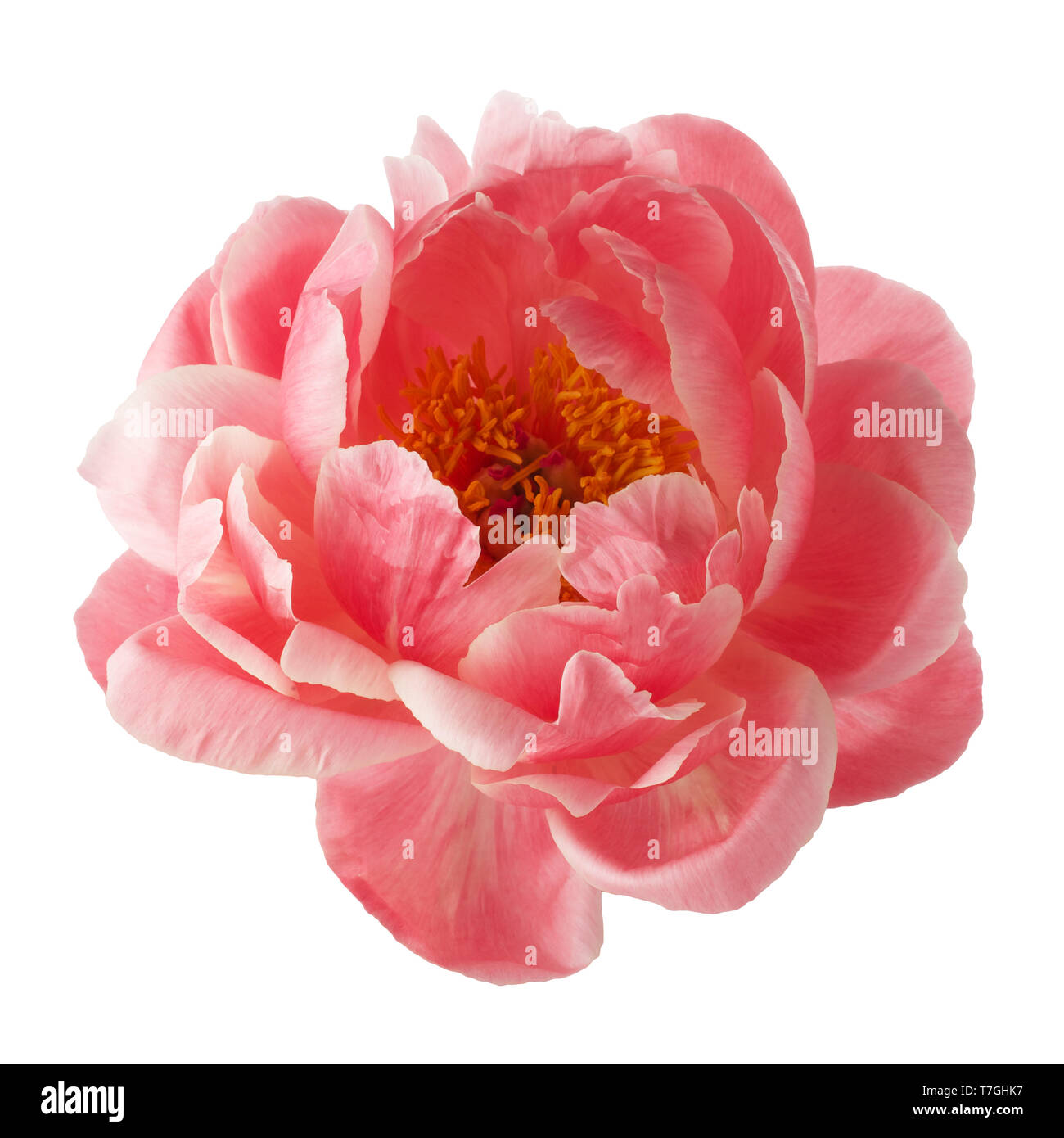 beautiful pink peony flower isolated on white background Stock Photo ...