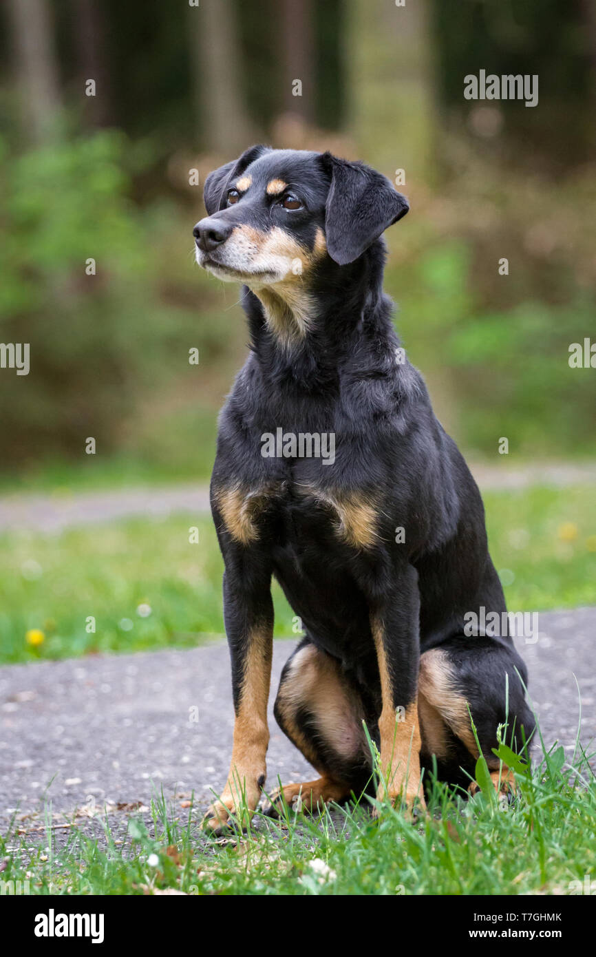 Oostenrijkse Pinscher High Resolution Stock Photography And Images Alamy