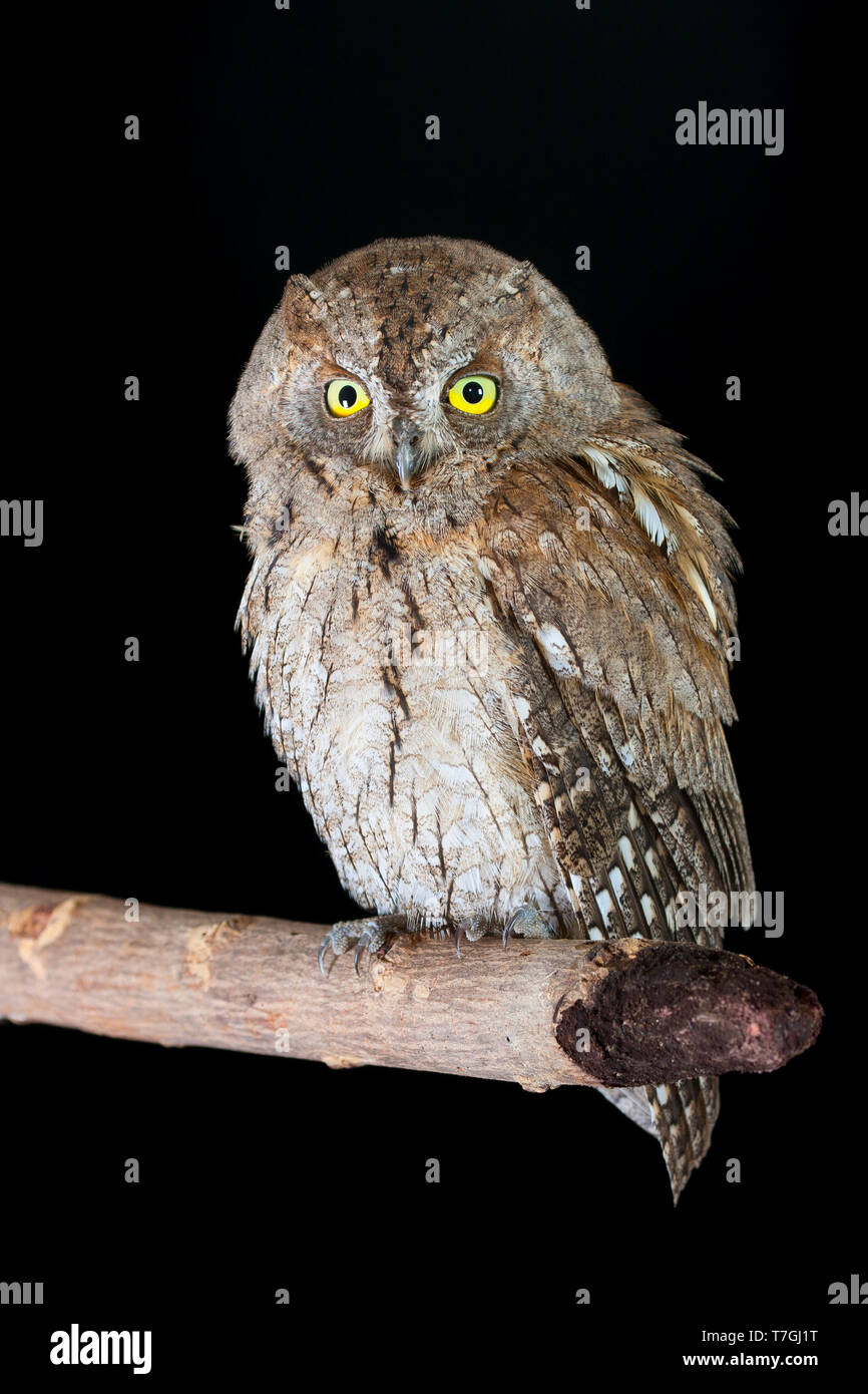Scops Owl, Otus scops Stock Photo