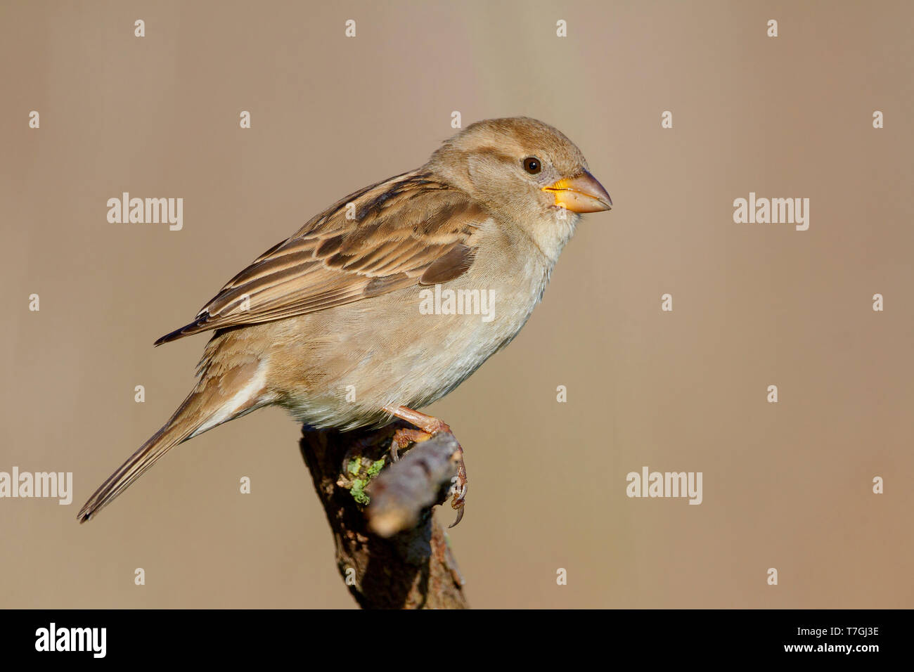 Italian Sparrow, Female perched on a branch, Campania, Italy (Passer italiae) Stock Photo