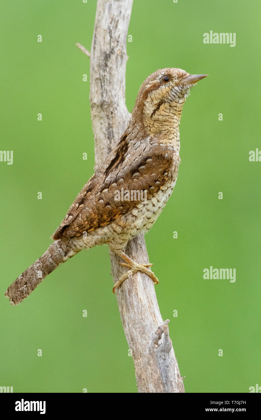 Eurasian Wryneck, Jynx torquilla Stock Photo