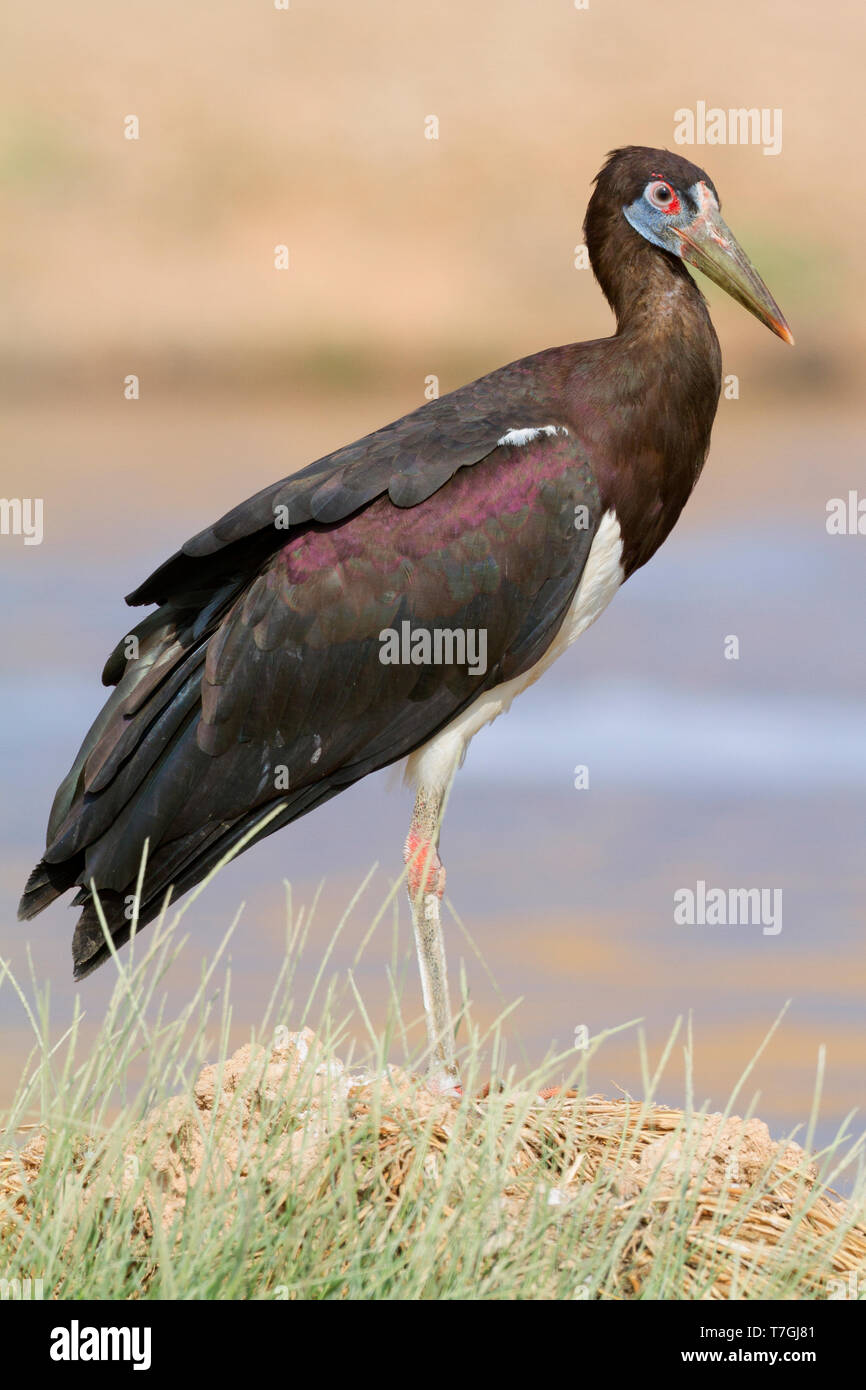 Abdim's Stork, Ciconia abdimii Stock Photo